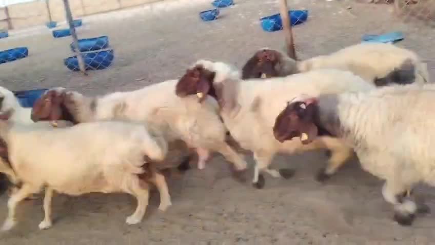 للبيع شوهات سوريه  دبس دفيع شرط - 1