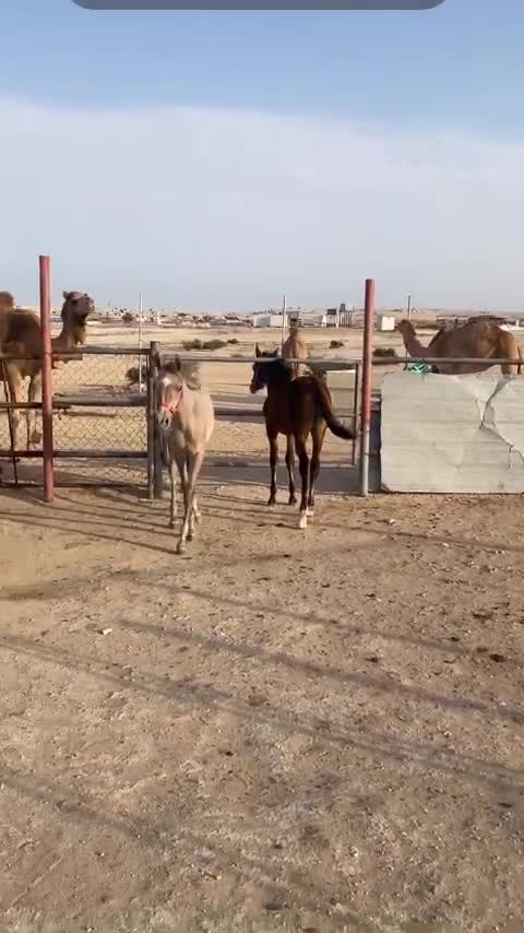 حصان  ذكور - 1