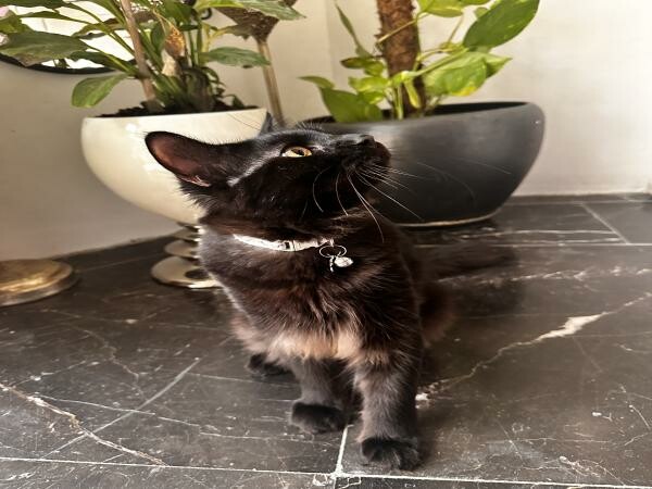 Cat for adoption - 2