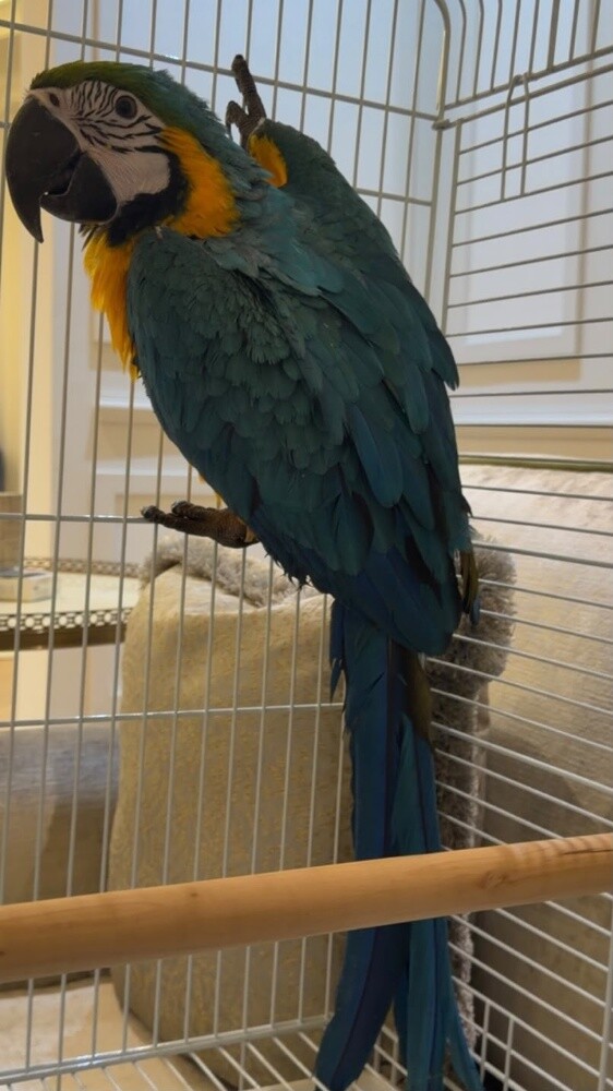 macaw - 2