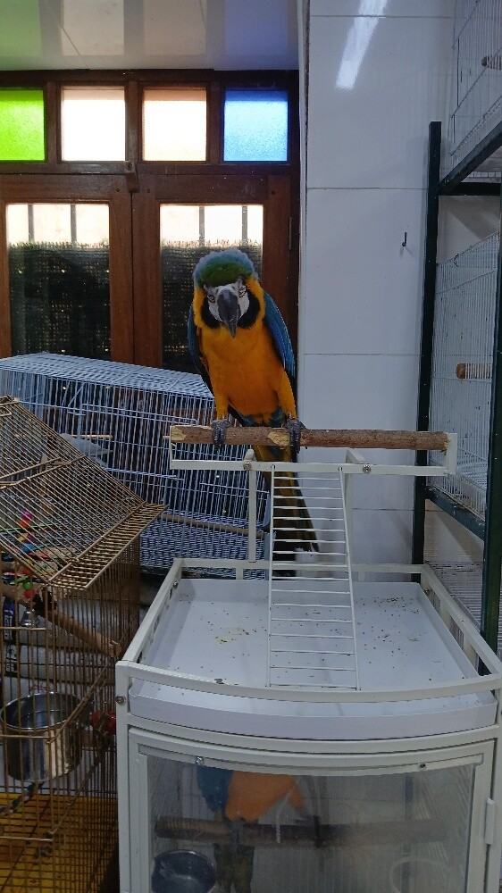 macaw - 1