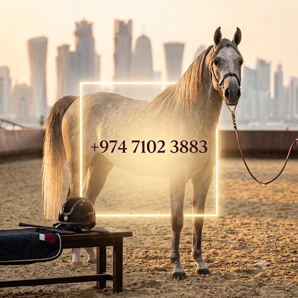 مدرب خيول وي فارس لسباق دخل قطر - 2