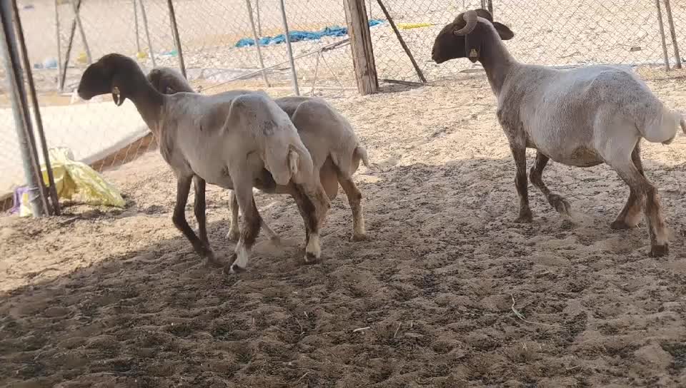 للبيع غنم سوريه طيبه دفيع شرط - 1