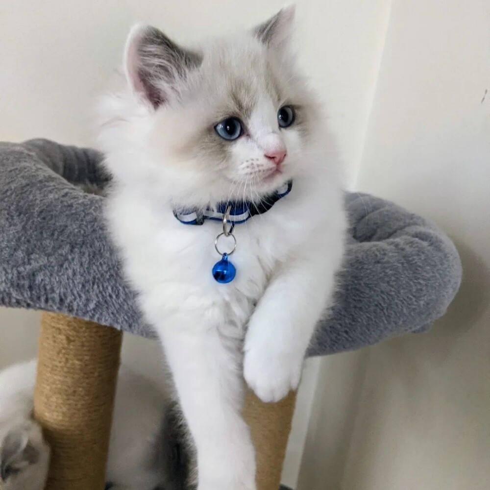 Ragdoll kitten - 2