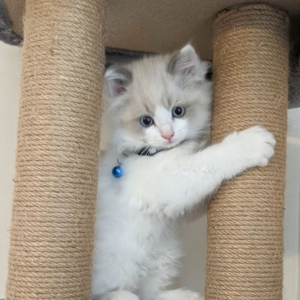 Ragdoll kitten - 4