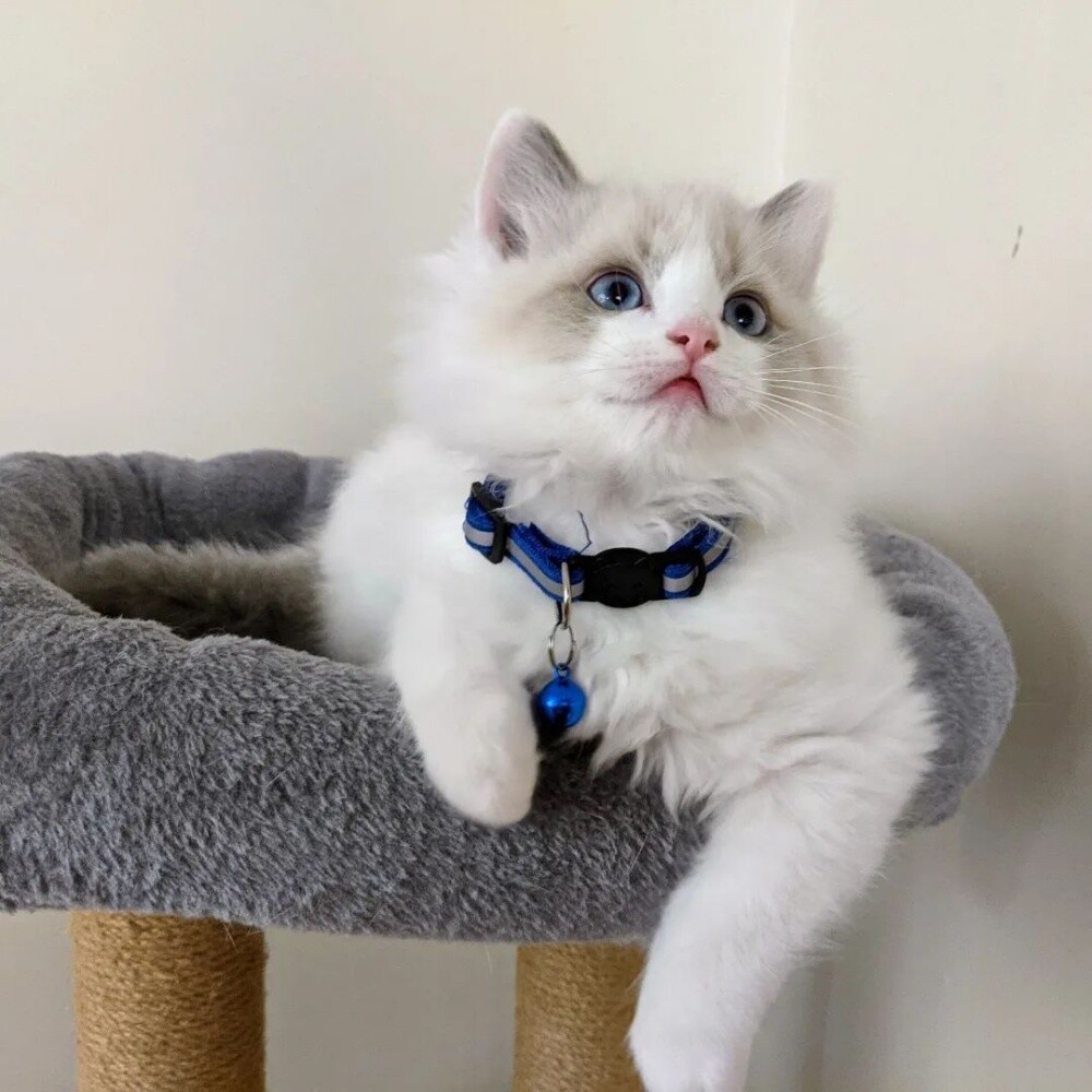 Ragdoll kitten - 3