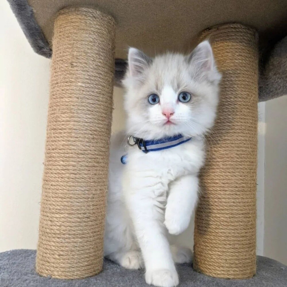 Ragdoll kitten - 1