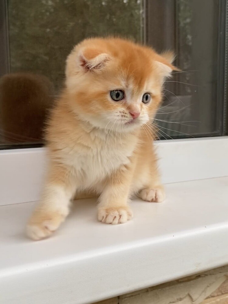 Britishshort Kittens 55873920 - 2