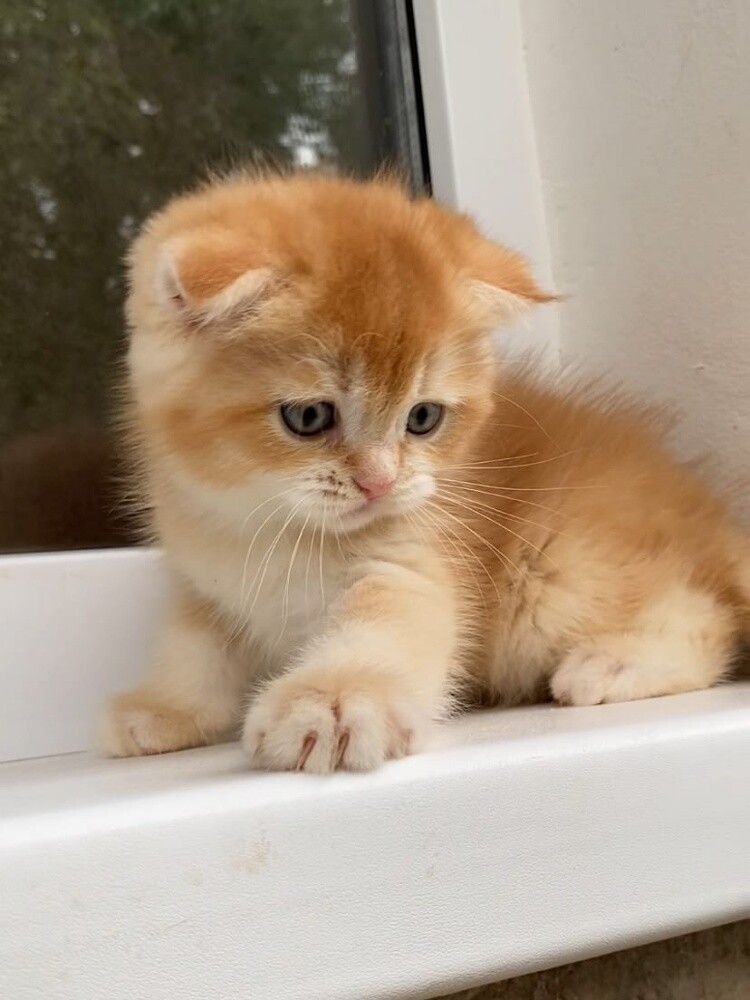 Britishshort Kittens 55873920 - 1