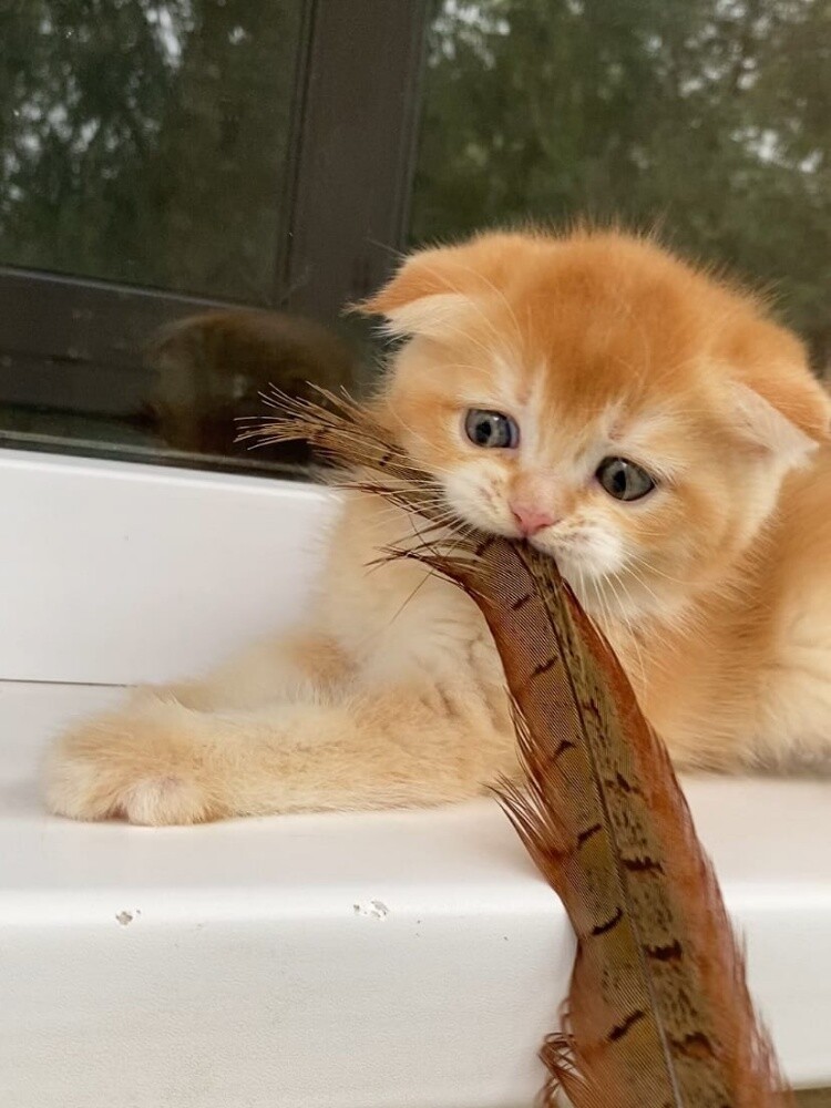 Britishshort Kittens 55873920 - 3