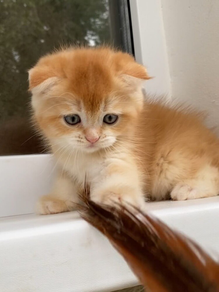Britishshort Kittens 55873920 - 4
