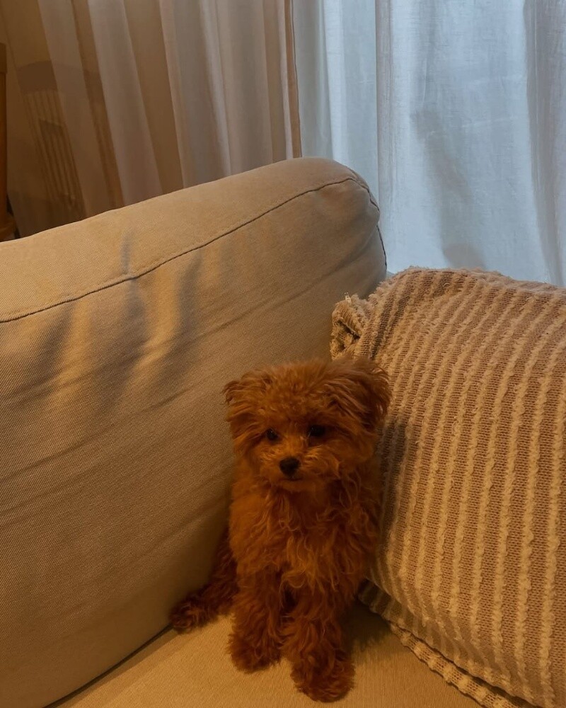 Poodle Puppy - 2