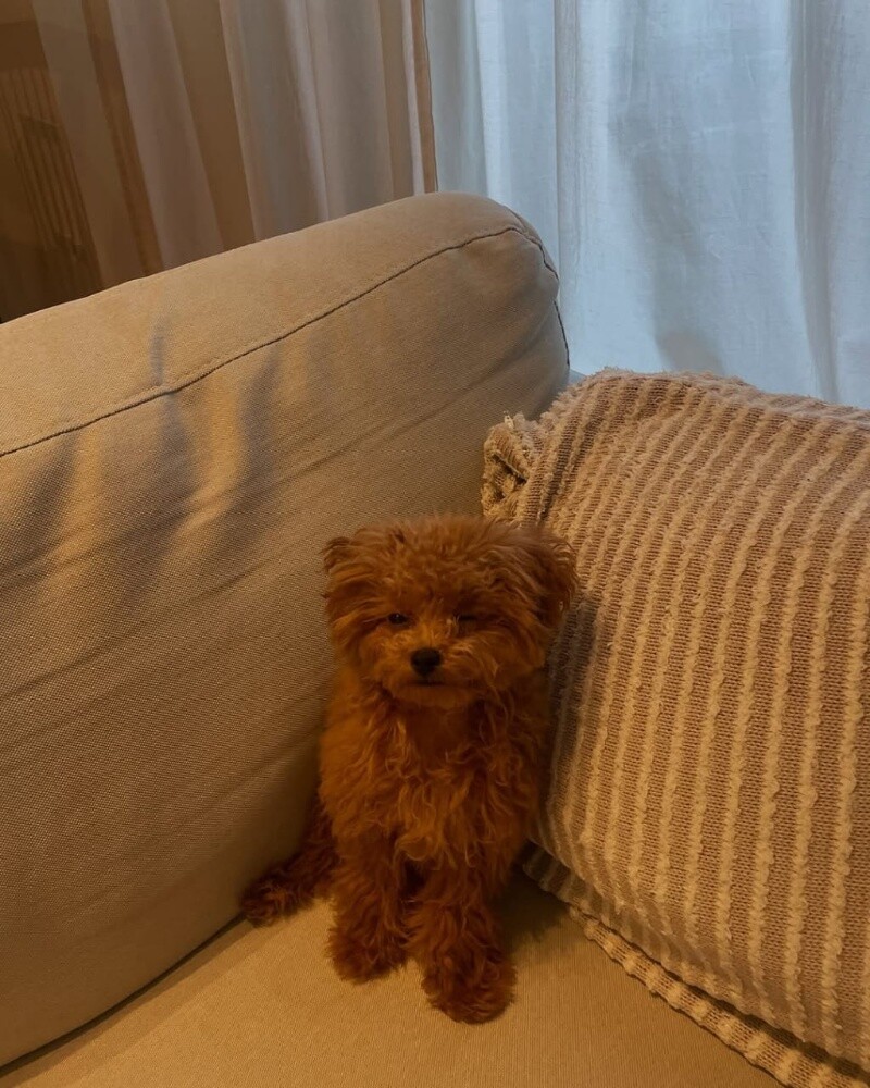 Poodle Puppy - 3
