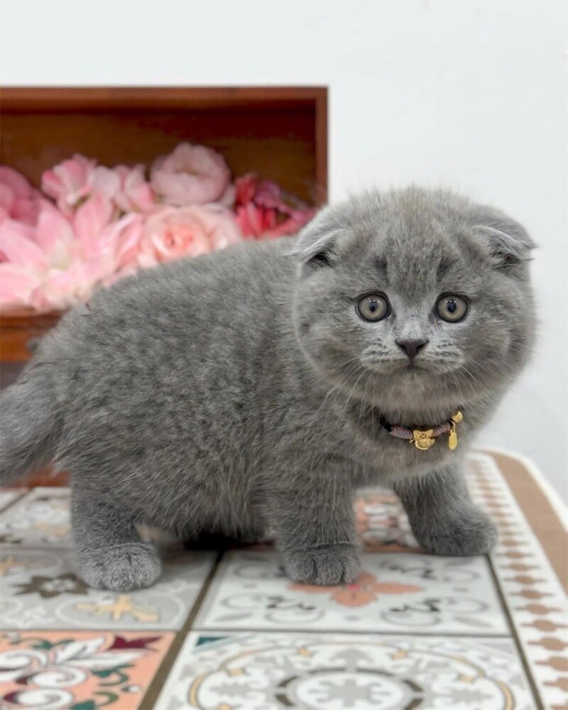 Scottish  Fold kittens 55873920 - 1