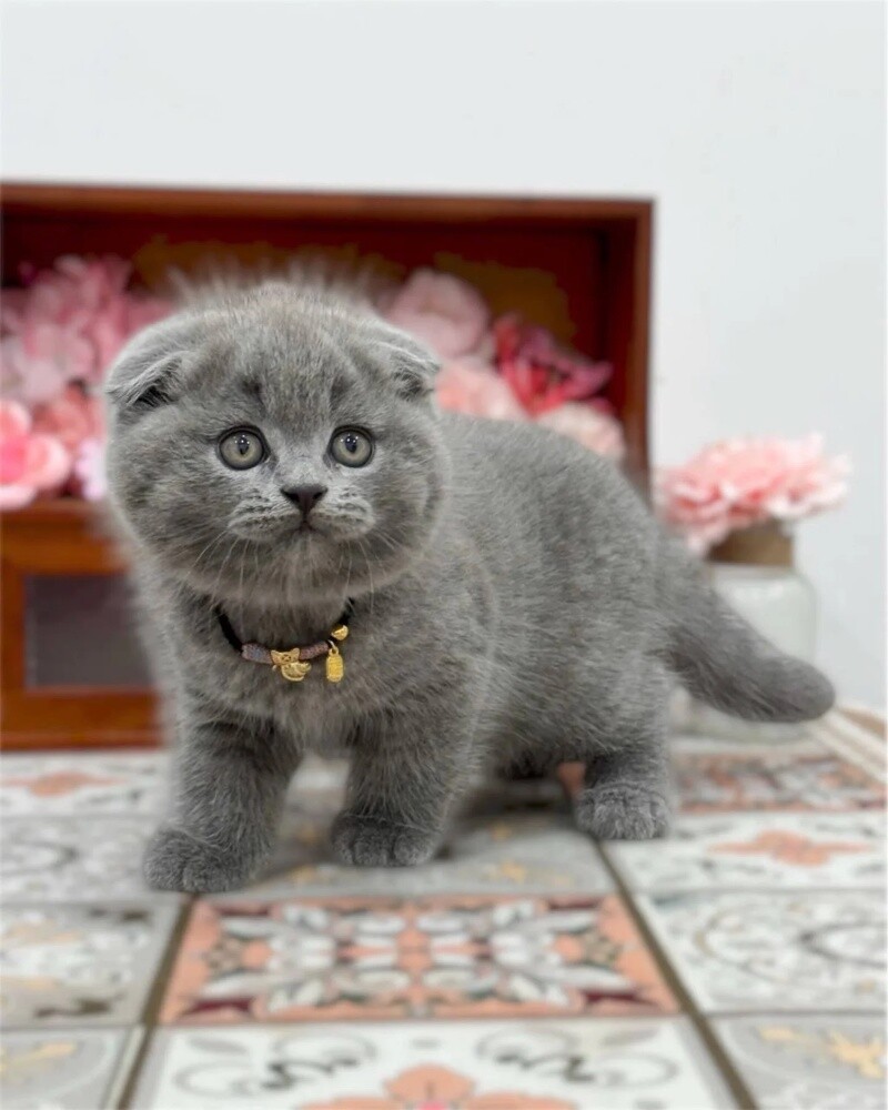 Scottish  Fold kittens 55873920 - 2