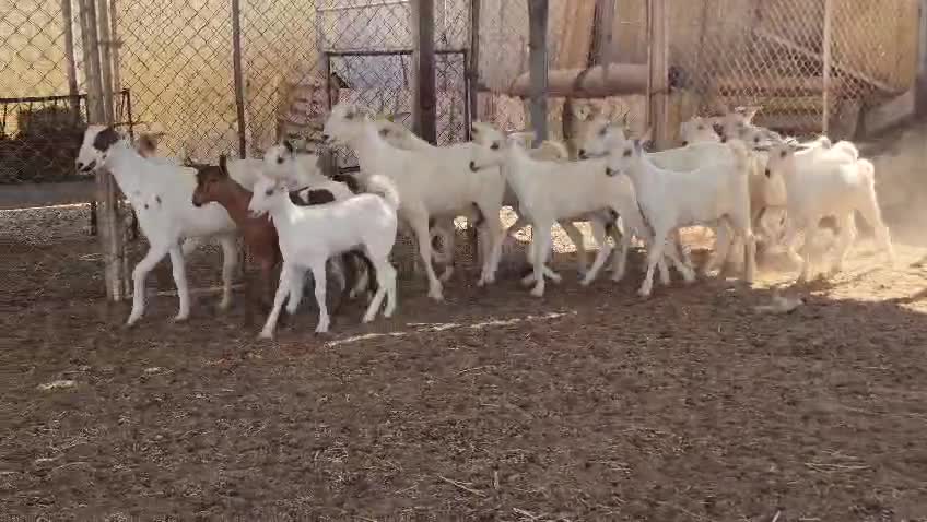 للبيع جمد عمانيات طيبة - 1