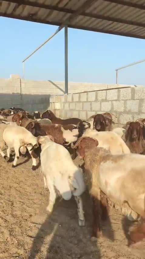 خرفان سورية - 3