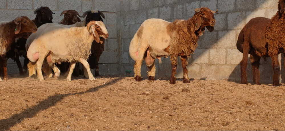 خرفان سورية - 2