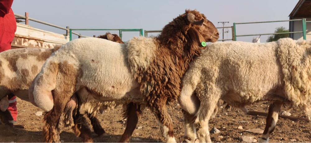 خرفان سورية - 1