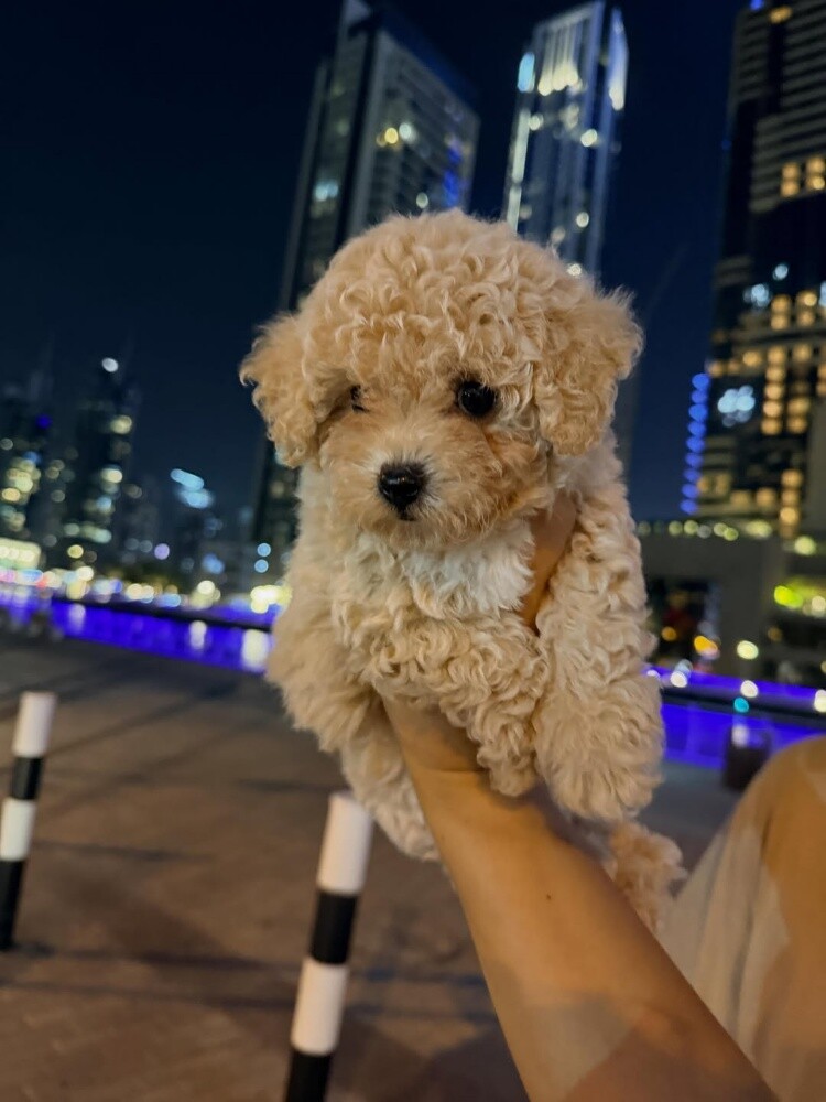Maltipoo Puppy - 3