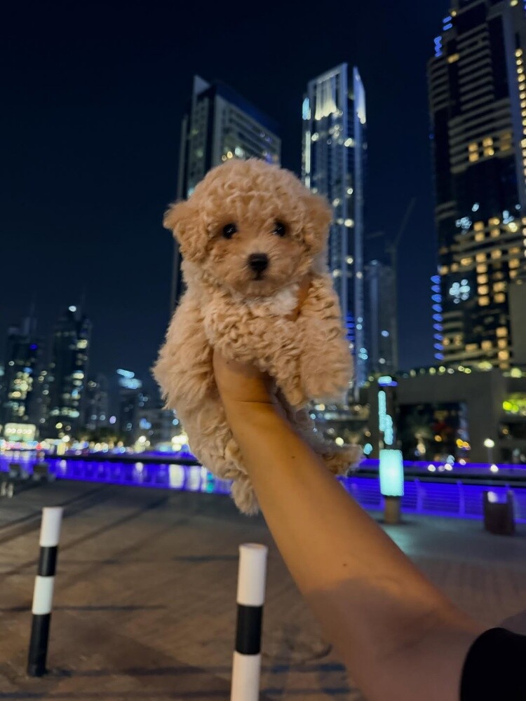 Maltipoo Puppy - 1