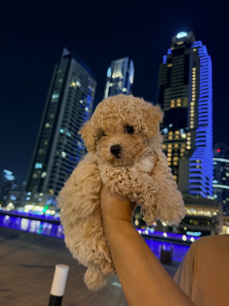 Maltipoo Puppy - 2