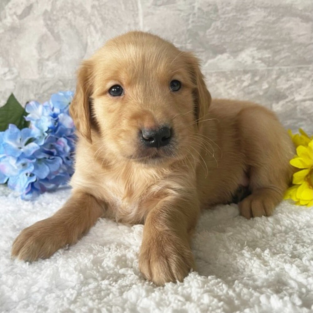 Golden Retriever Puppy - 2
