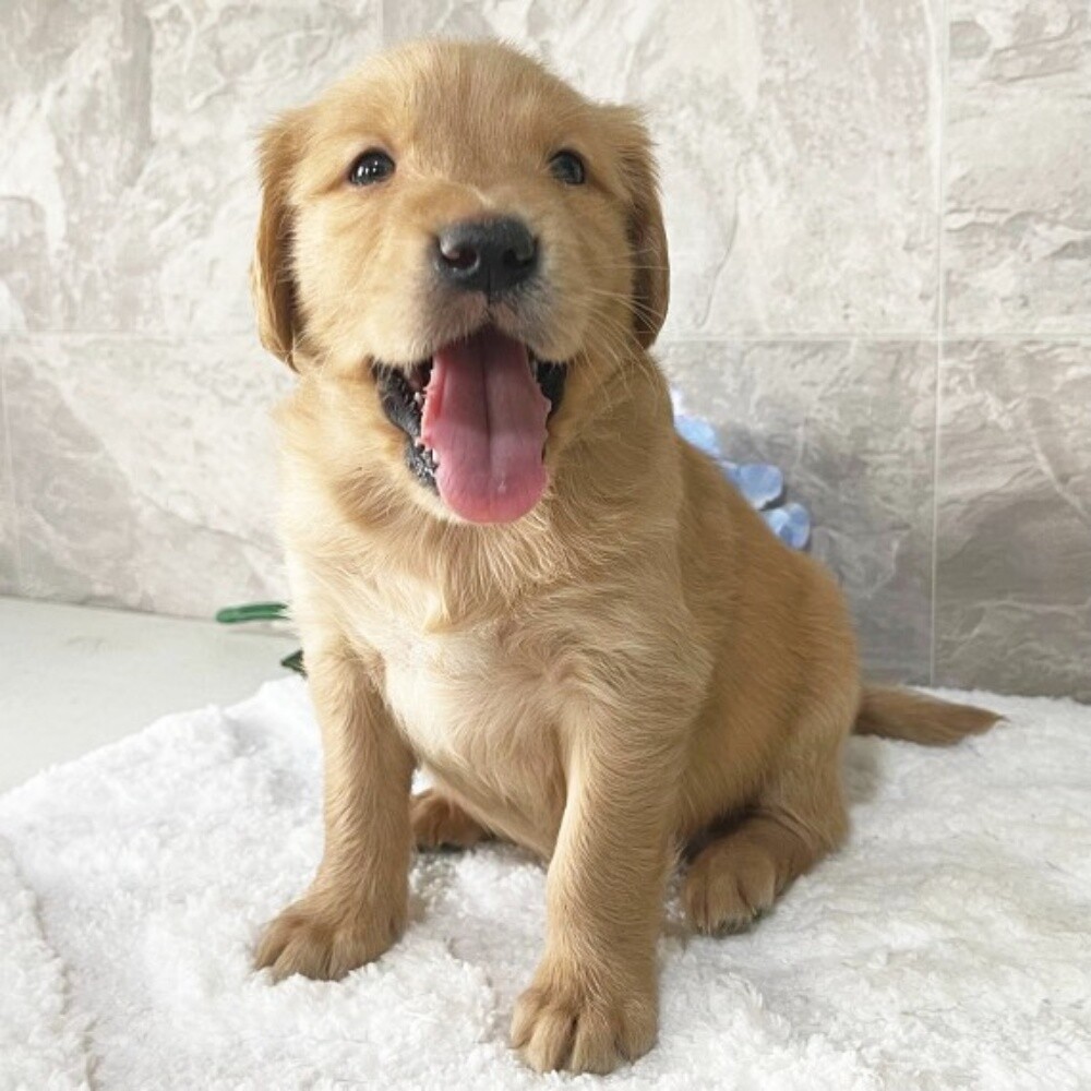 Golden Retriever Puppy - 3