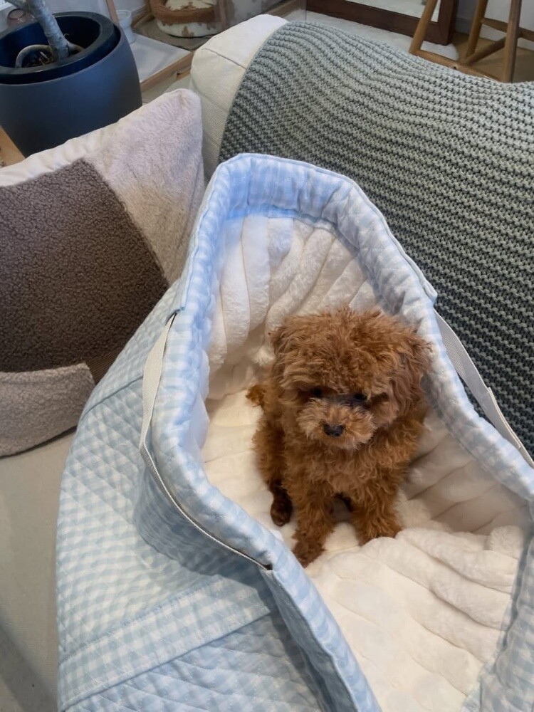Poodle Puppy - 2