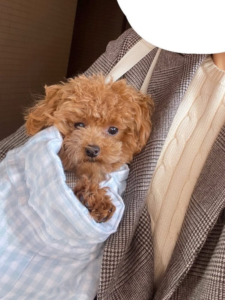 Poodle Puppy - 1