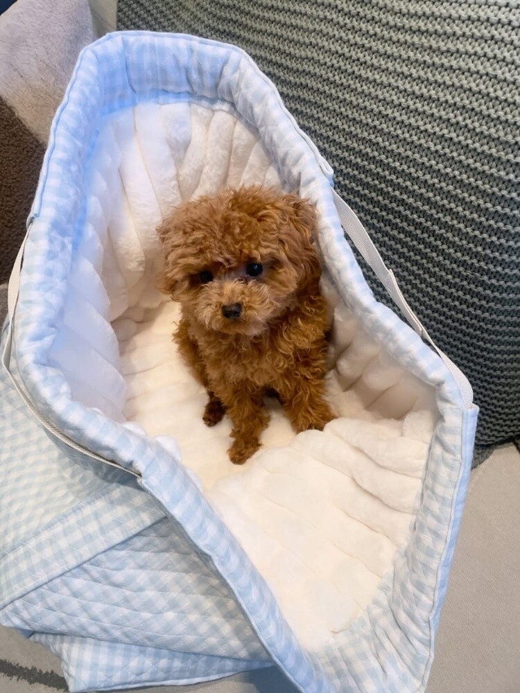 Poodle Puppy - 3