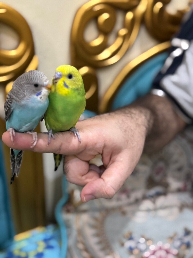 زوج بادجي اليف - 2