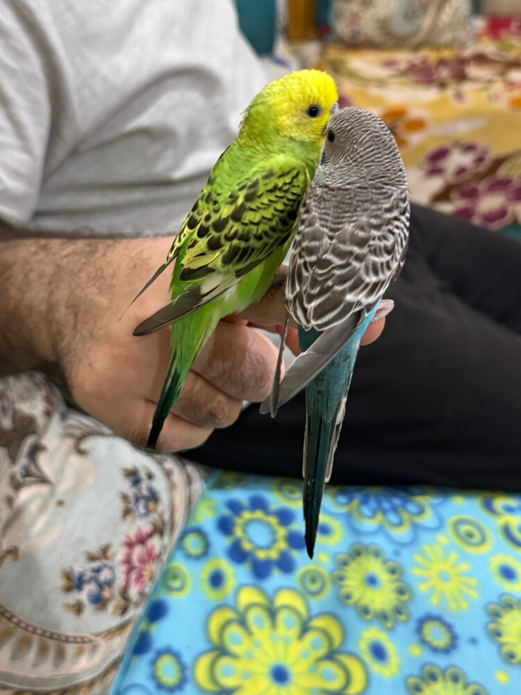 زوج بادجي اليف - 3