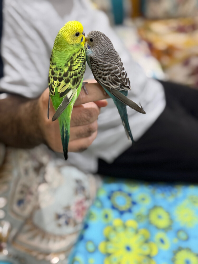 زوج بادجي اليف - 5