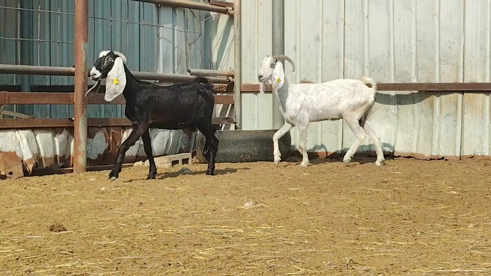 للبيع معزا دفيع طيبه - 1