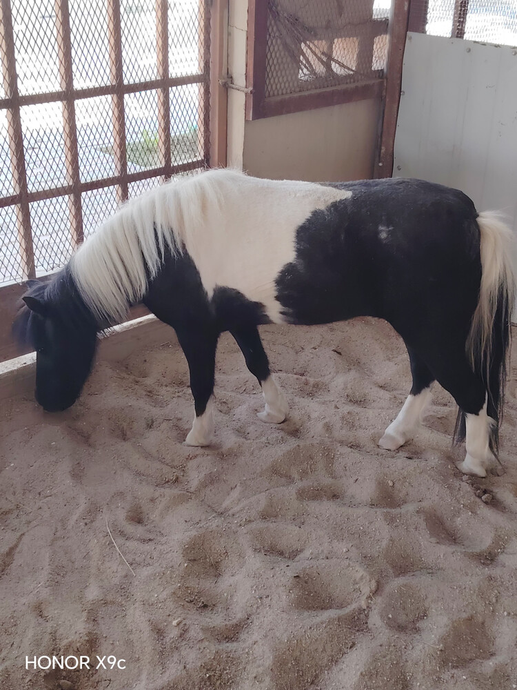 3 ponies for sale - 3