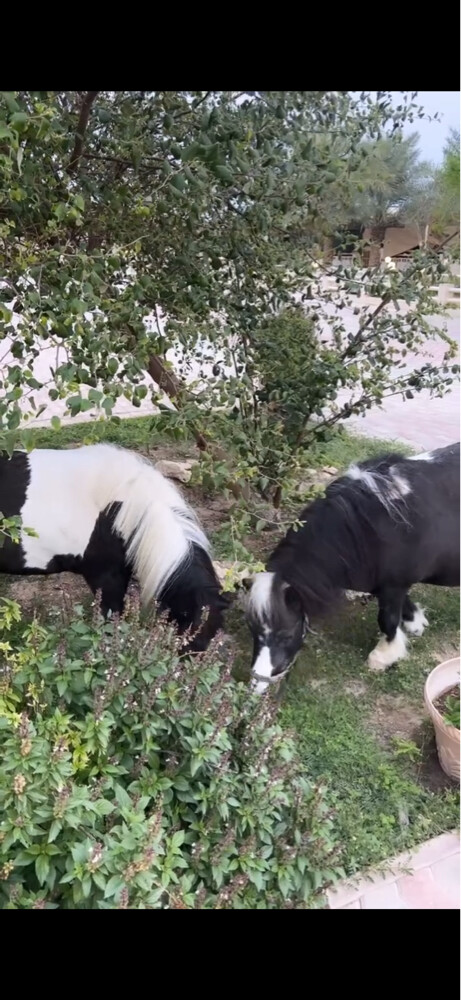 3 ponies for sale - 2