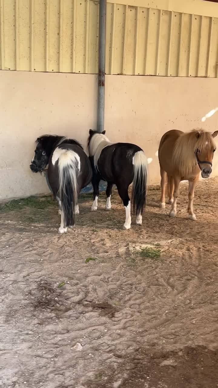 3 ponies for sale - 8