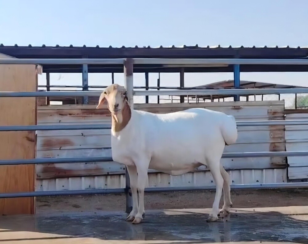 للبيع شاه بربريه بيرشن - 2