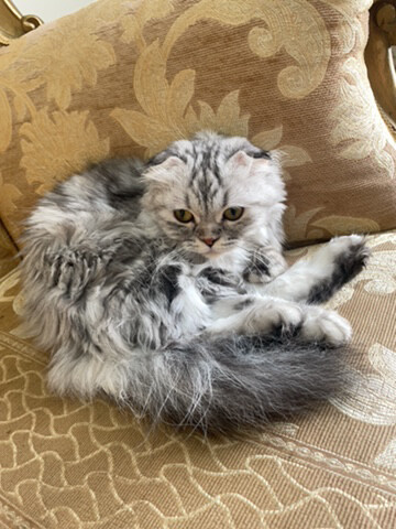قطه سكوتش  - 2