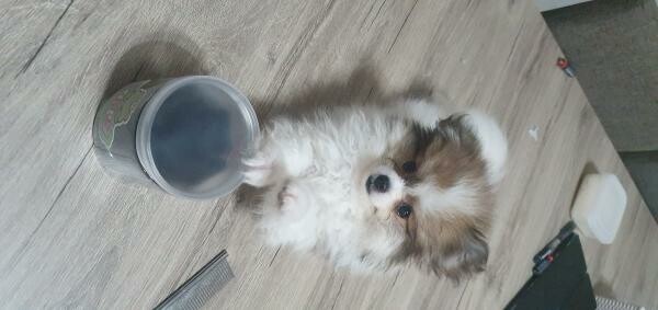 Cute Pomeranian Puppies for Sale - 4
