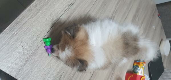 Cute Pomeranian Puppies for Sale - 5
