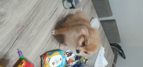 Cute Pomeranian Puppies for Sale - 3