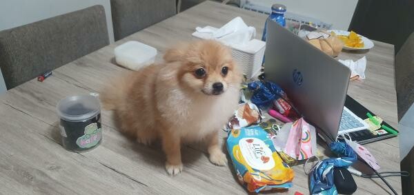Cute Pomeranian Puppies for Sale - 2