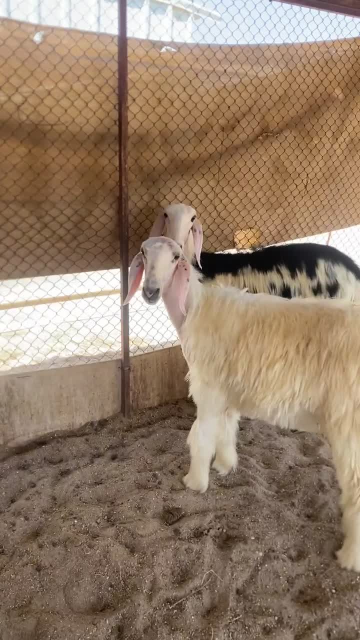 رخال نجد صنف - 1
