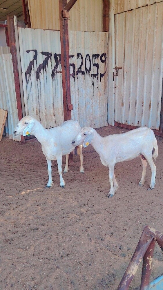 شاتين حبص - 3