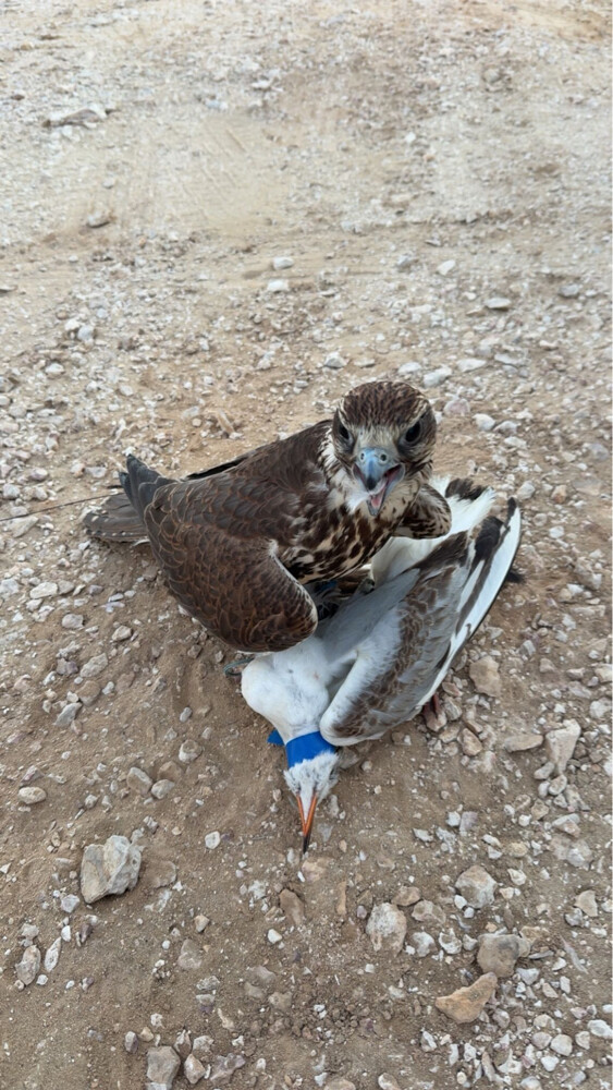 وكري حرار صايد - 3