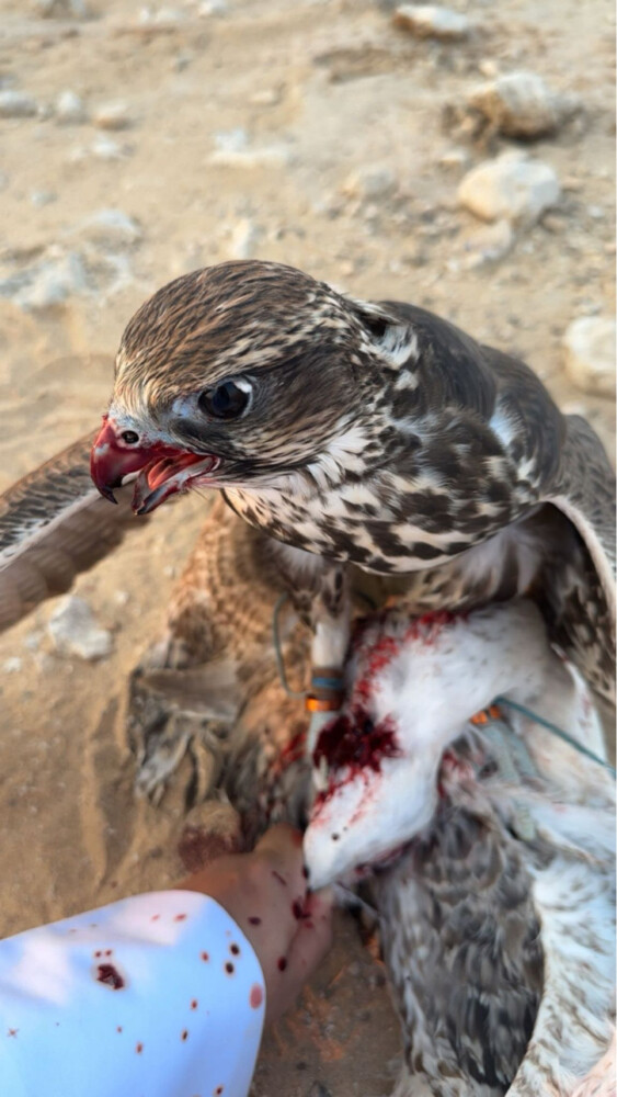 وكري حرار صايد - 5