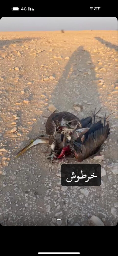 وكري حرار صايد - 2