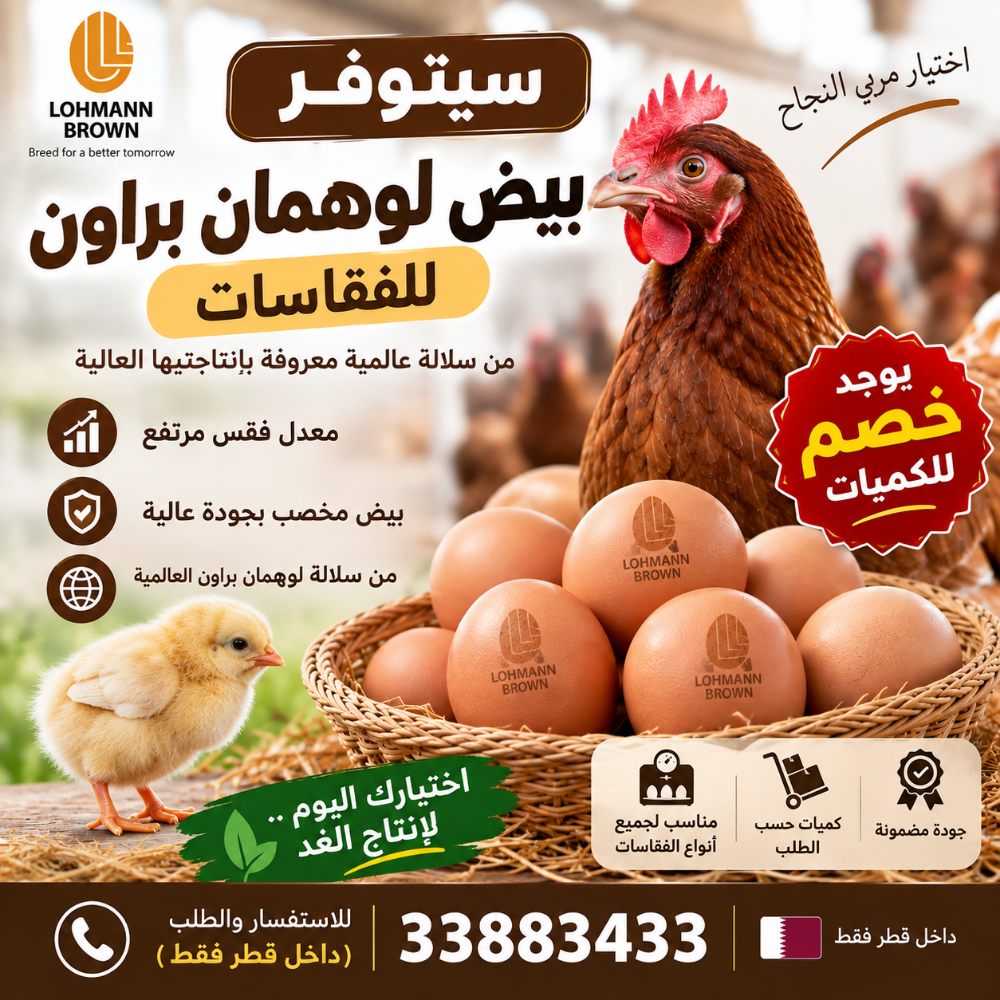بيض لوهمان بني للفقاسات - 1